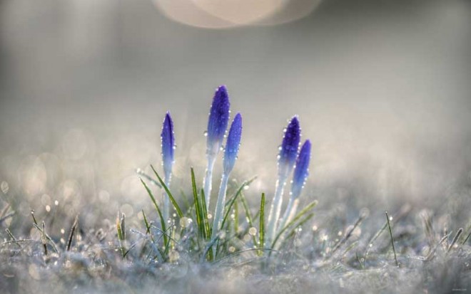 باز کن پنجره ها را ای دوست،بهار پشت دروازه شهر است + عکس 20 15777_k