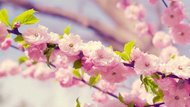 باز کن پنجره ها را ای دوست،بهار پشت دروازه شهر است + عکس 15 4929_e