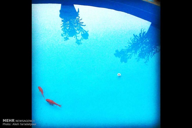 نکاتی آموزشی برای عکاسی با دوربین های تلفن همراه + عکس 25 2 (26)