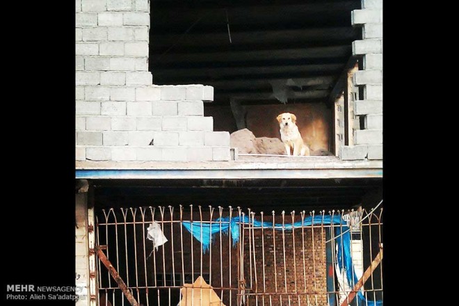 نکاتی آموزشی برای عکاسی با دوربین های تلفن همراه + عکس 32 2 (33)