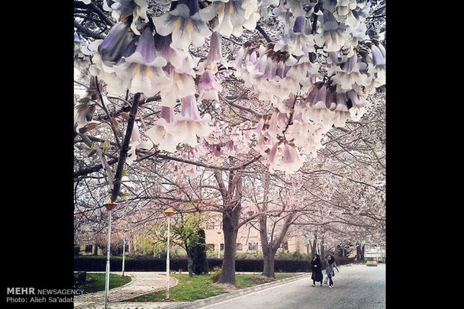 نکاتی آموزشی برای عکاسی با دوربین های تلفن همراه + عکس 33 2 (34)