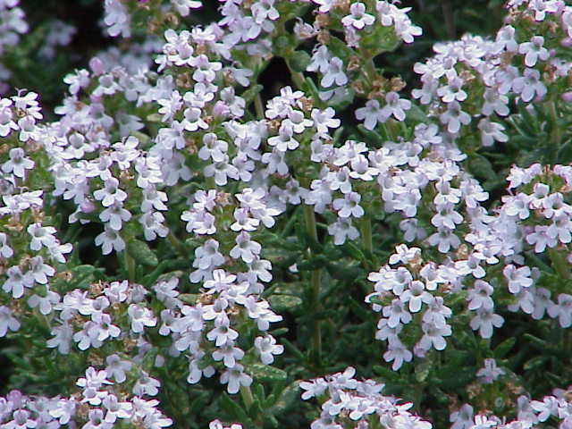Thymus_vulgaris0