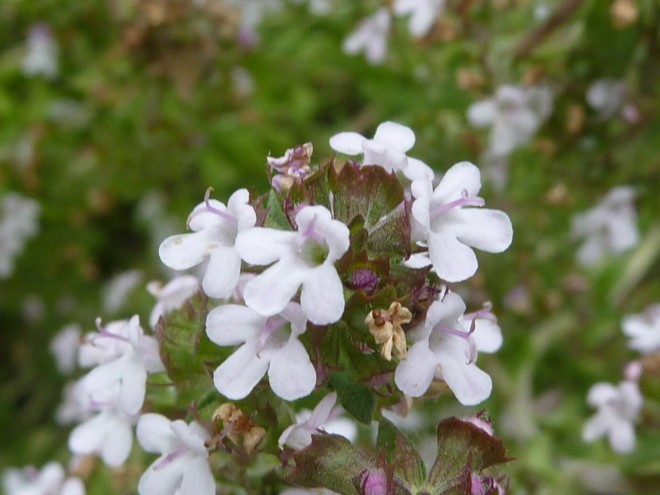 Thymus_vulgaris_'Common_thyme'_(Lamiaceae)_flower