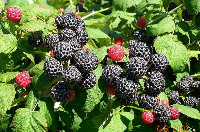 کدام میوه ها خاصیت درمانی و ضد سرطانی دارند + عکس 9 خواص انگور