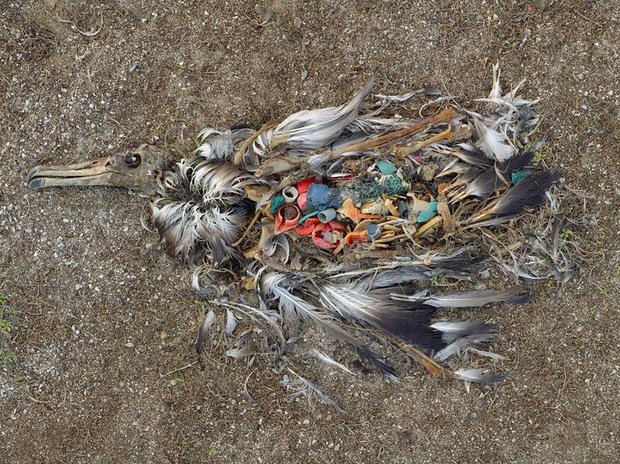 مرگ یک فلامینگو بر اثر خوردن پلاستیک