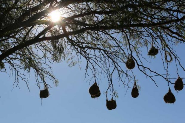 نگاهی به طراحی مفهومی خانههای درختی و هیجان انگیز بلو فارست 4 طراحی مفهومی خانههای درختی هیجان انگیز بلو فارست