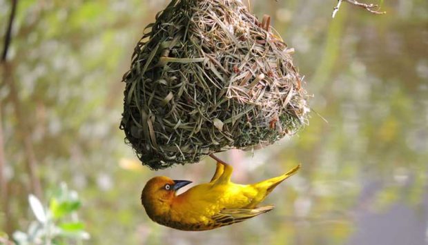 نگاهی به طراحی مفهومی خانههای درختی و هیجان انگیز بلو فارست 5 طراحی مفهومی خانههای درختی هیجان انگیز بلو فارست