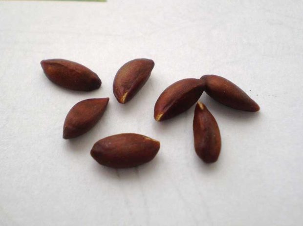 مصرف ریشه و ساقه این گیاهان پر مصرف خطرناک است ؟ 3 مصرف ریشه و ساقه این گیاهان پر مصرف خطرناک است