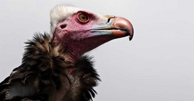 انقراض کرکس ها