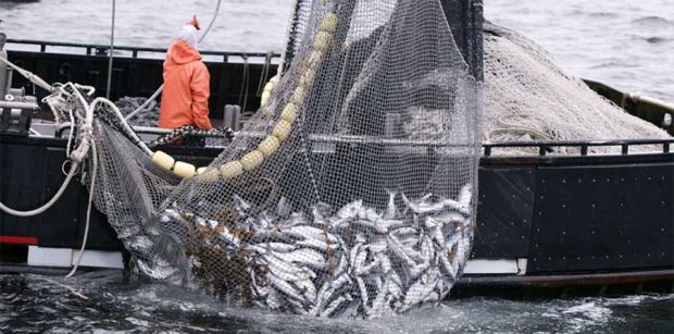 کاهش شدید ذخایر جهانی ماهی و هشدار جدی FAO 2 کاهش شدید ذخایر جهانی ماهی و هشدار جدی FAO