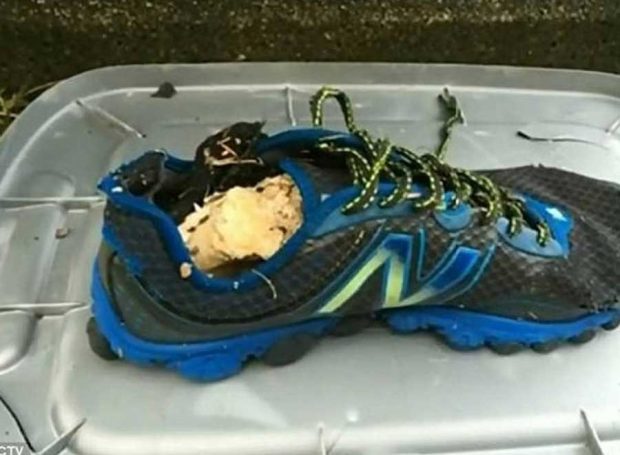 مسافران عجیبی که به ساحل اقیانوس ها رسیده اند