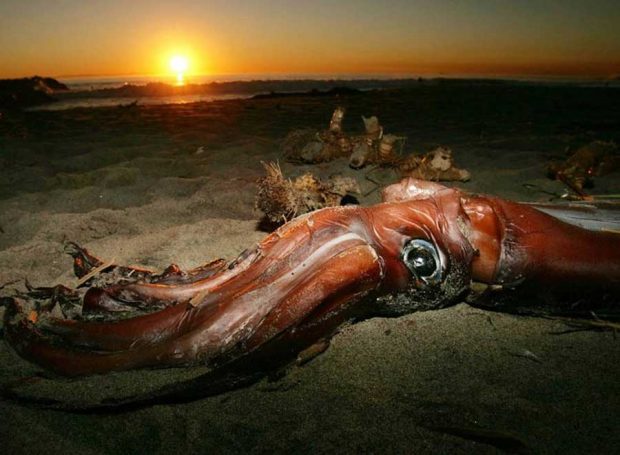 مسافران عجیبی که به ساحل اقیانوس ها رسیده اند