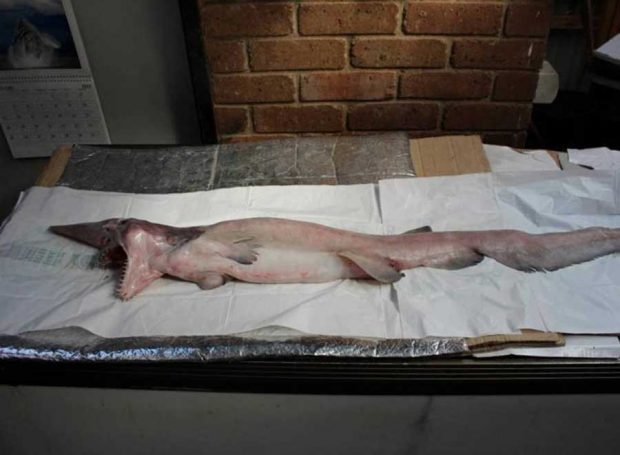 مسافران عجیبی که به ساحل اقیانوس ها رسیده اند