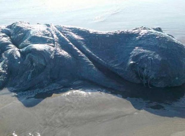 مسافران عجیبی که به ساحل اقیانوس ها رسیده اند