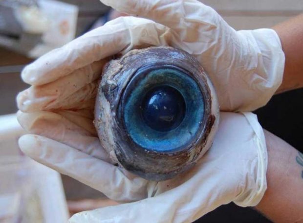 مسافران عجیبی که به ساحل اقیانوس ها رسیده اند