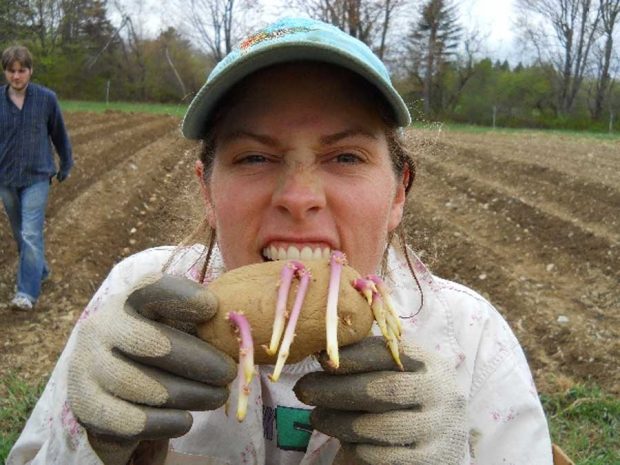 سمی بودن سیب‌زمینی‌های جوانه‌زده