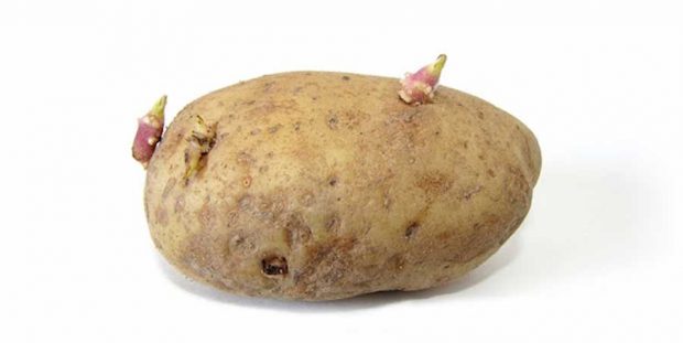 سمی بودن سیب‌زمینی‌های جوانه‌زده