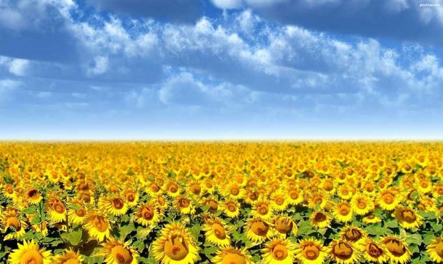 راز چرخش گل آفتابگردان به سمت خورشید چیست ؟ 2 راز چرخش گل آفتابگردان به سمت خورشید