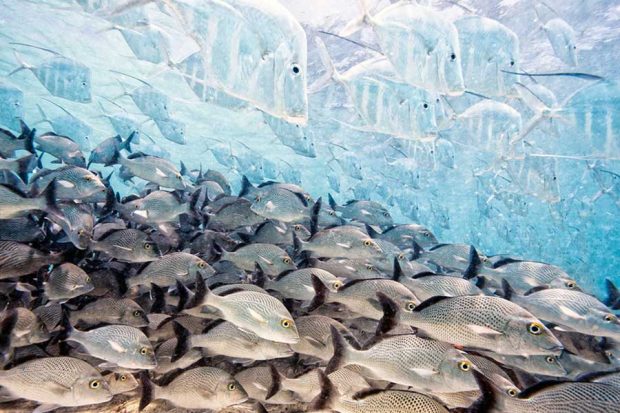 عکسهای راه یافته به فینال مسابقه عکاسی حیات وحش ۲۰۱۶ 5 عکسهای فینالیست در مسابقه عکس حیات وحش