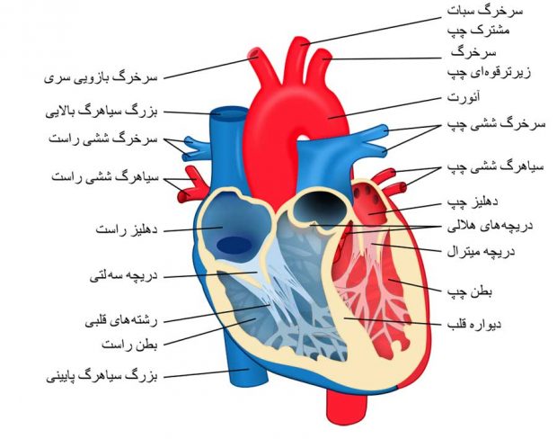 نحوه عملکرد قلب انسان