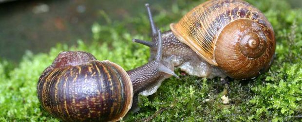 یک حلزون نادر از طریق توییتر جفت خود را پیدا کرد 2 یک حلزون نادر از طریق توییتر جفت خود را پیدا کرد