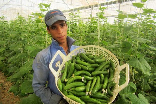 هک ژنتیکی گیاهان با هدف تولید محصولاتی بیشتر + عکس 2 هک ژنتیکی گیاهان