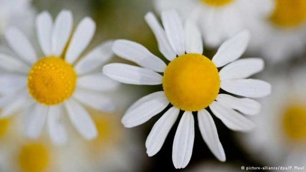 جایگزین طبیعی آنتی‌بیوتیک