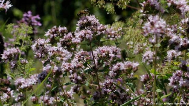 جایگزین طبیعی آنتی‌بیوتیک