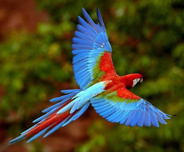 رشد غیر طبیعی بال پرندگان با افزایش گرمای زمین + عکس 2 بال طوطی