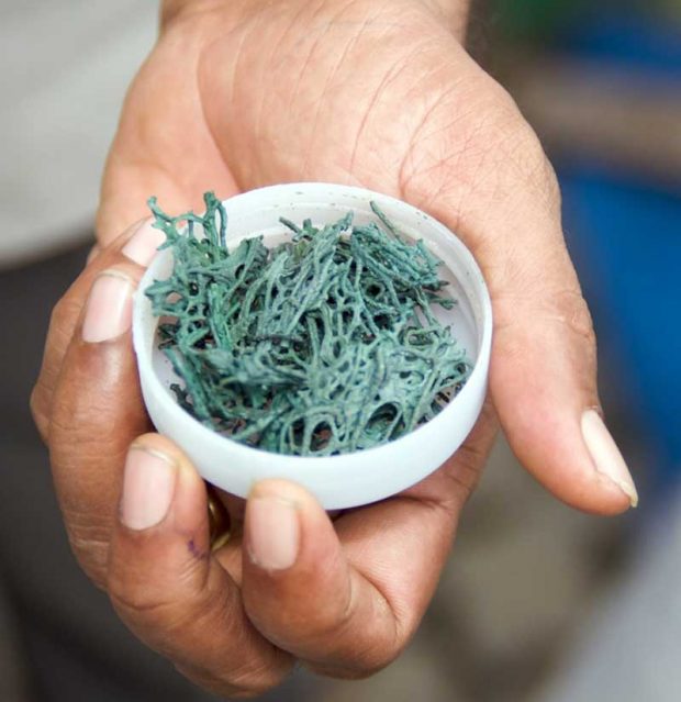 سهم بزرگی از غذای آینده بشر را جلبک ها و حشرات تشکیل خواهند داد ! 4 غذای آینده بشر