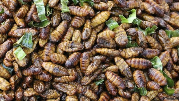 سهم بزرگی از غذای آینده بشر را جلبک ها و حشرات تشکیل خواهند داد ! 3 غذای آینده بشر