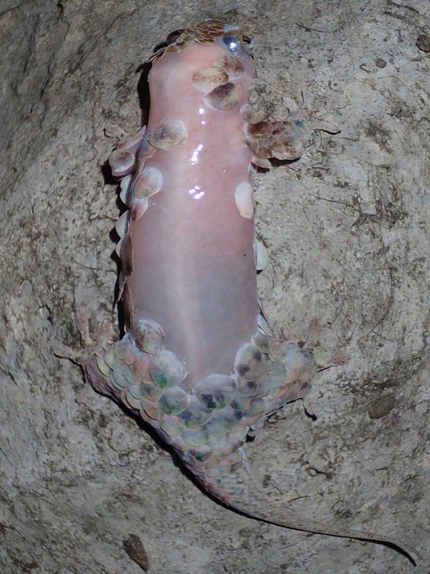 مارمولک gecko