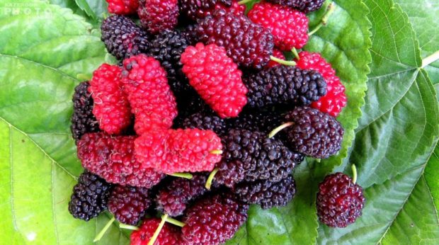 خوراکی هایی که انسان را جوان نگه می دارد + عکس 2 خوراکی هایی که انسان را جوان نگه می دارد