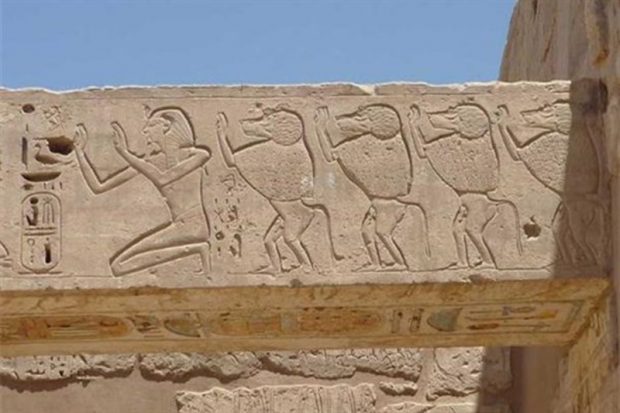 بابون ها ، نیروی حفاظتی مصریان باستان