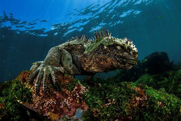 برندگان مسابقه عکاسی از دنیای زیر آب در سال ۲۰۱۷ معرفی شدند 7 مسابقه عکاسی از دنیای زیر آب