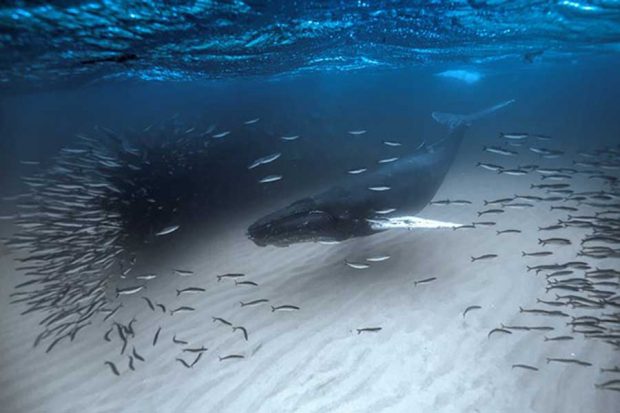 برندگان مسابقه عکاسی از دنیای زیر آب در سال ۲۰۱۷ معرفی شدند 12 مسابقه عکاسی از دنیای زیر آب