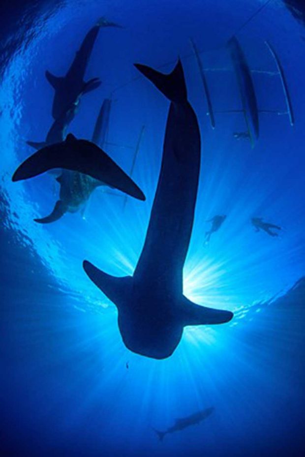 برندگان مسابقه عکاسی از دنیای زیر آب در سال ۲۰۱۷ معرفی شدند 11 مسابقه عکاسی از دنیای زیر آب