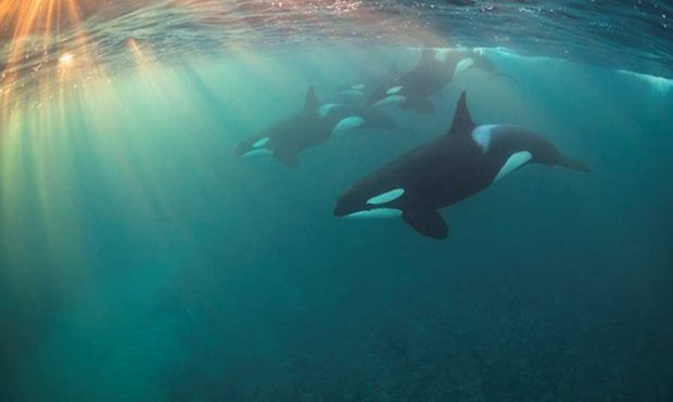 برندگان مسابقه عکاسی از دنیای زیر آب در سال ۲۰۱۷ معرفی شدند 13 مسابقه عکاسی از دنیای زیر آب