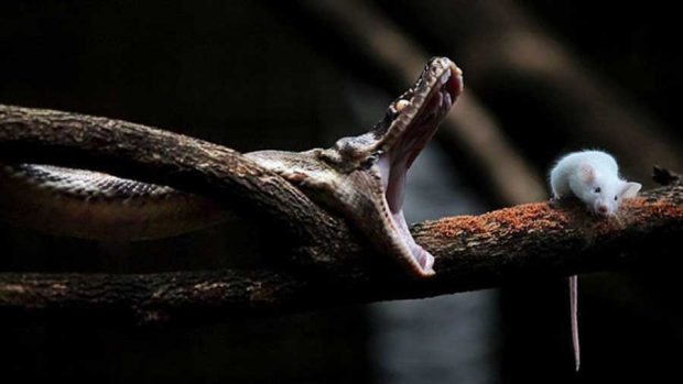 ویژگی های خارق العاده مارها که شما را شگفت زده خواهد کرد 4 ویژگی های خارق العاده مارها