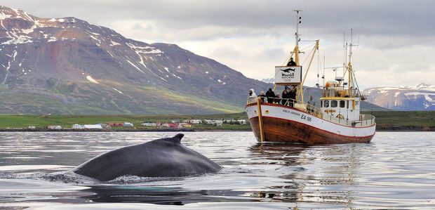 بزرگترین موجود کره زمین