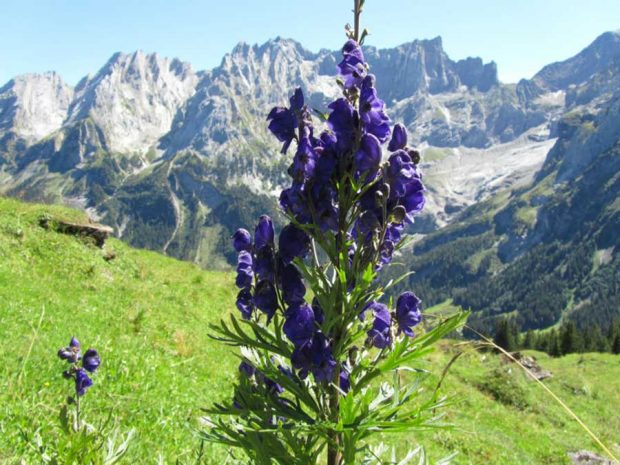 سموم کشنده