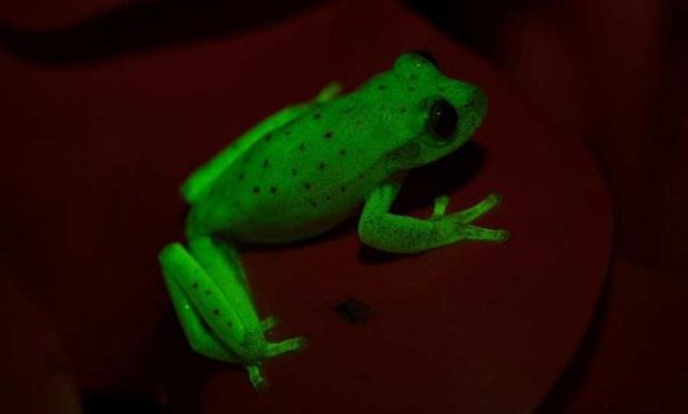 کشف قورباغه درختی عجیب که از خودش نور ساطع می کند! 3 قورباغه درختی