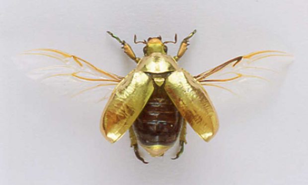 علت طلایی رنگ بودن سوسک سرگین جواهرنشان چیست ؟ 3 سوسک سرگین جواهرنشان