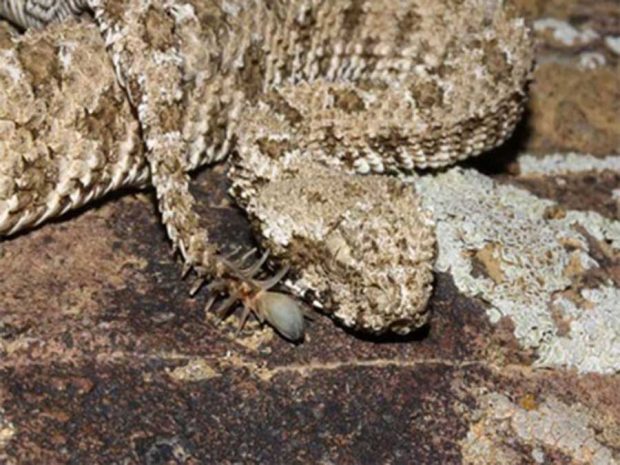 عجیب‌ ترین مارهای دنیا