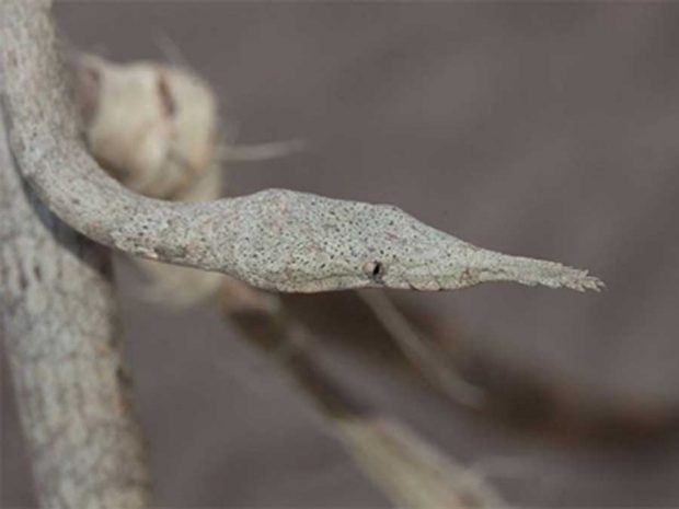 عجیب‌ ترین مارهای دنیا