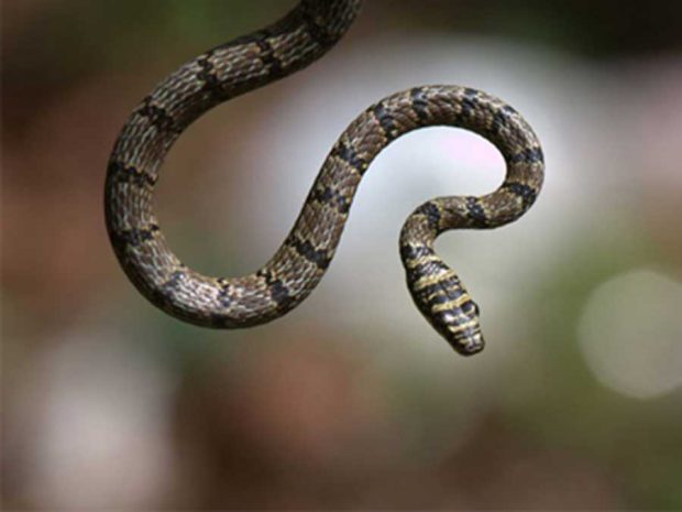 عجیب‌ ترین مارهای دنیا