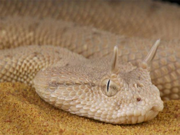 عجیب‌ ترین مارهای دنیا