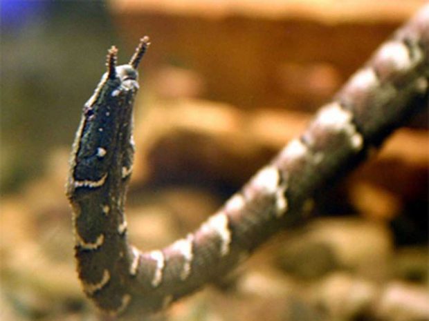 عجیب‌ ترین مارهای دنیا