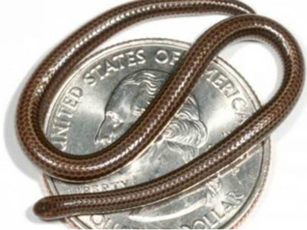 عجیب‌ ترین مارهای دنیا