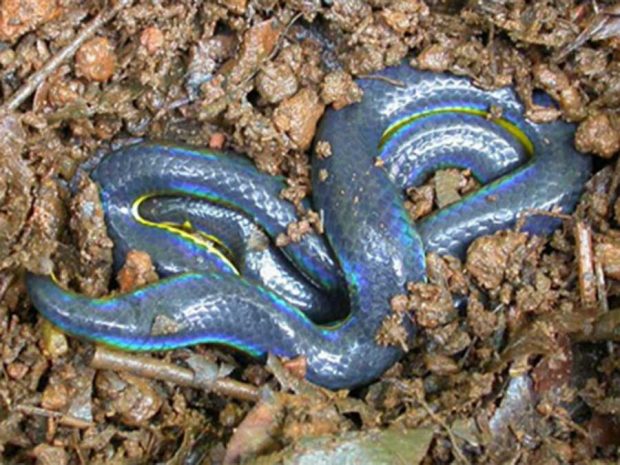 عجیب‌ ترین مارهای دنیا